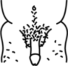 Poilu